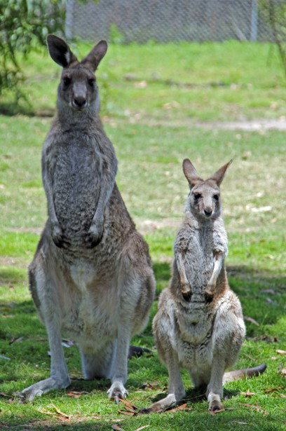 Potoroo Palace - Tourism Noosa 5