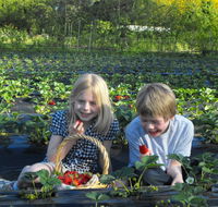 Blue Hills Berries  Cherries - Tourism Noosa
