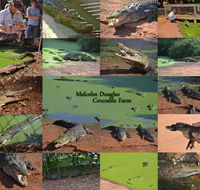 The Malcolm Douglas Crocodile Park - Tourism Noosa