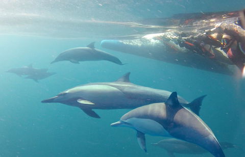 Dolphin Swim Australia - Tourism Noosa 5