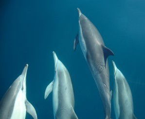 Dolphin Swim Australia - Tourism Noosa 6