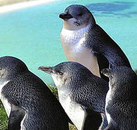 Rockingham Wild Encounters - Tourism Noosa