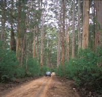 Boranup Drive - Tourism Noosa