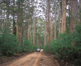 Boranup Drive - Tourism Noosa 0