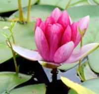 The Lotus Day Spa and Retreat - Tourism Noosa
