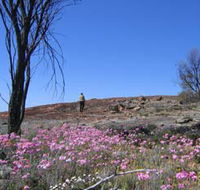 Talgomine Reserve - Tourism Noosa