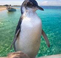 Penguin Island - Tourism Noosa