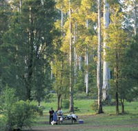Big Brook Arboretum - Tourism Noosa