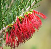 Ethel Daw Scenic Drive - Tourism Noosa