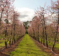 Raeburn Orchards - Tourism Noosa