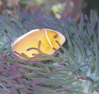 Rowley Shoals - Tourism Noosa