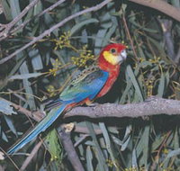 King River - Tourism Noosa