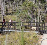 Forest Path Crooked Brook - Tourism Noosa