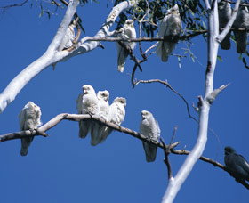 Carawine Gorge - Tourism Noosa 0