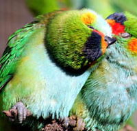 Rainbow Jungle - The Australian Parrot Breeding Centre - Tourism Noosa