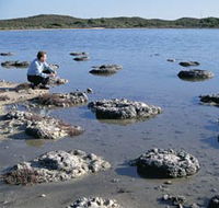 Lake Thetis Stromatolites - Tourism Noosa