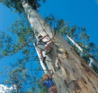 Dave Evans Bicentennial Tree - Tourism Noosa
