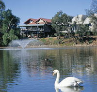 White Swans - Tourism Noosa