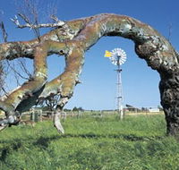 Greenough Leaning Trees - Tourism Noosa