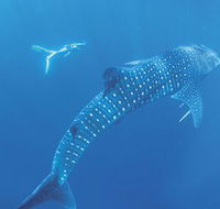 Ningaloo Marine Park - Tourism Noosa