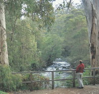 Cascades - Tourism Noosa