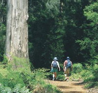 Gloucester Tree - Tourism Noosa