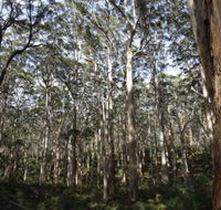 Boranup Karri Forest - Tourism Noosa