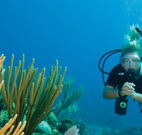 Coastal Water Dive - Tourism Noosa