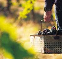 Burge Family Winemakers - Tourism Noosa