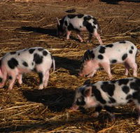 Will's Rare Breeds Farm - Tourism Noosa