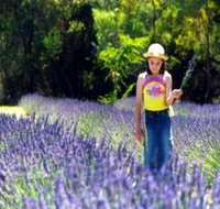 Brayfield Park Lavender Farm - Tourism Noosa