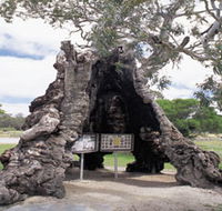 The Herbig Family Tree - Tourism Noosa