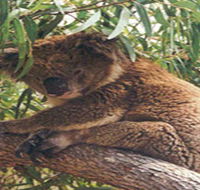 Mikkira Station - Tourism Noosa