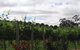 Manyara Vineyard - thumb 0
