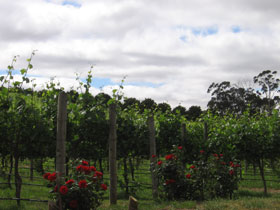 Manyara Vineyard - Tourism Noosa 0