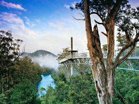 Tahune Adventures Tasmania - Tourism Noosa 0