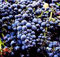 Laurel Bank Vineyard - Tourism Noosa