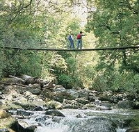 Arve Forest Drive - Tourism Noosa