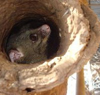 Mulga Sanctuary and Wildlife Park - Tourism Noosa