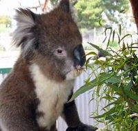 Glen-Forest Tourist Park - Tourism Noosa