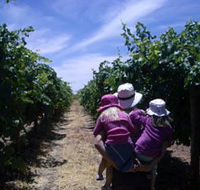 McLaren Vale Orchards - Tourism Noosa