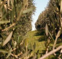 Evilo Estate - Tourism Noosa