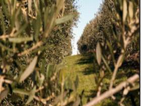 Evilo Estate - Tourism Noosa 0