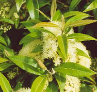 Tumbeela Native Bushfoods - Tourism Noosa