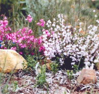 Stokes Bay Bush Garden - Tourism Noosa
