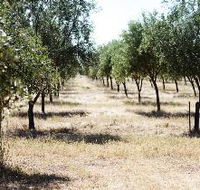 Talinga Grove Olive Oils - Tourism Noosa