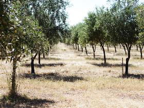 Talinga Grove Olive Oils - Tourism Noosa 0
