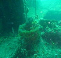 Wallaroo Scuba Club - Tourism Noosa