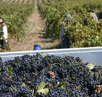 Rolf Binder Wines - Tourism Noosa