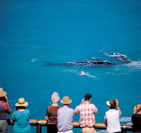Whale Watching At Head Of Bight - Tourism Noosa
